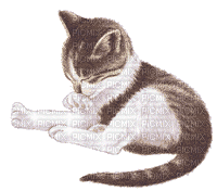 minou-cat - GIF animate gratis