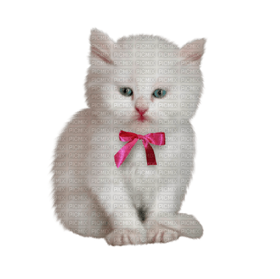 Kaz_Creations Cute Kitten Cat - zdarma png