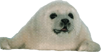seal bp - 免费动画 GIF