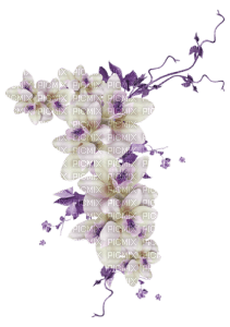 white flowers vine - png gratis