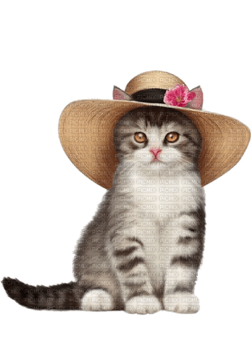 Katze mit Hut - png gratis