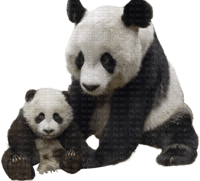 Kaz_Creations Animals Pandas Panda - png gratis
