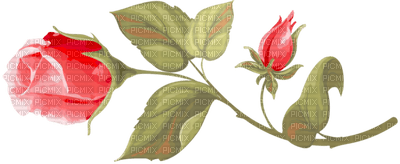 red rose rose rouge deco - Free PNG