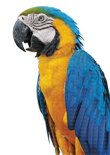 perroquet - bezmaksas png