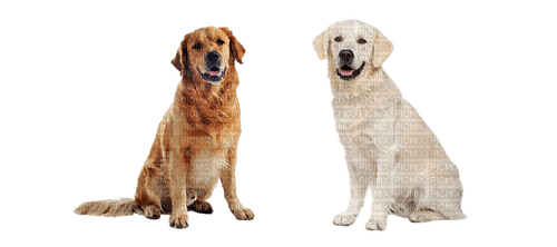 Dog - Labrador Retriever - zadarmo png
