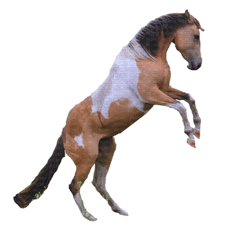 cheval - PNG gratuit