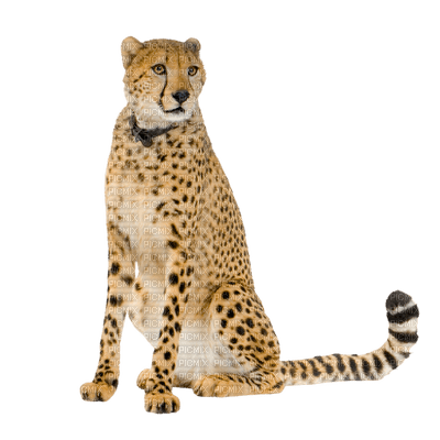cheetah bp - darmowe png
