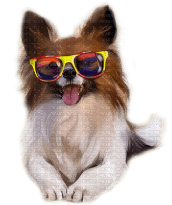 summer dog  by nataliplus - zadarmo png