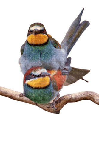 Oiseaux - бесплатно png