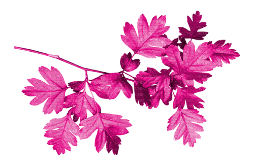 Branch.Leaves.Pink - PNG gratuit