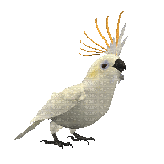pappagallo - Gratis animerad GIF