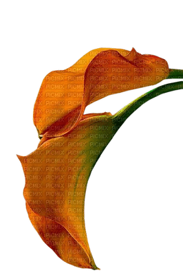 fleur orange.Cheyenne63 - ücretsiz png