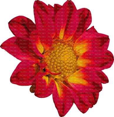 Kwiat czerwony 6 - фрее пнг