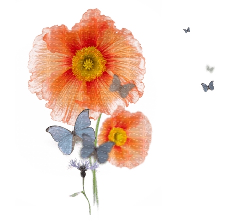 poppies Bb2 - png ฟรี
