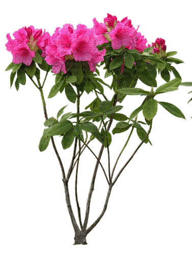 Flores rosadas - PNG gratuit