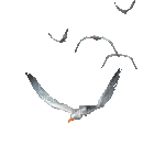 стая птиц - Бесплатный анимированный гифка