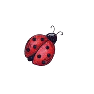 ladybug bp - GIF animé gratuit