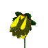 Fleur qui s'ouvre - 免费动画 GIF