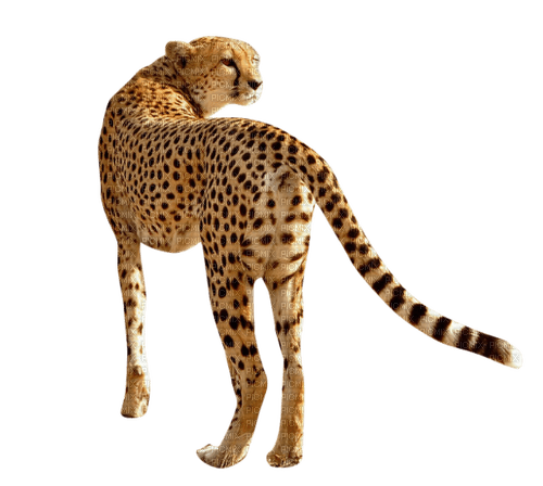 Animaux - Free PNG