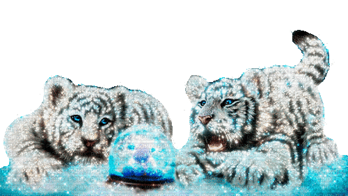 tiger  by nataliplus - GIF animé gratuit