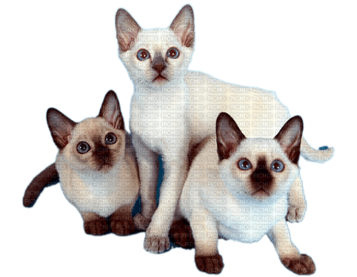 MMarcia gato siames chat cat - besplatni png