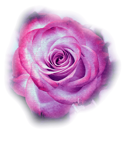 blomma--flower--pink--rosa - gratis png