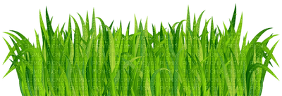 Kaz_Creations Garden-Deco-Grass - zdarma png