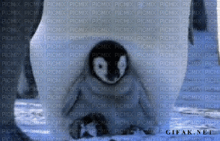 pingouin lol marrant - GIF animado grátis