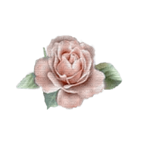 flower-rosse-pink - darmowe png