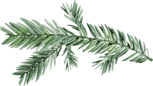 Evergreen branch twig - png gratuito