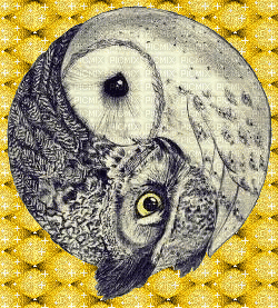 yin yang owls - 無料のアニメーション GIF