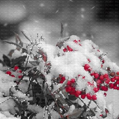 kikkapink winter snow animated background - Zdarma animovaný GIF