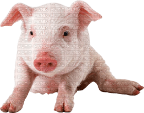 Kaz_Creations Pig - 免费PNG
