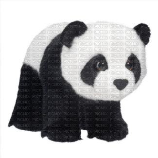 Kaz_Creations Animals Animal Panda - ilmainen png