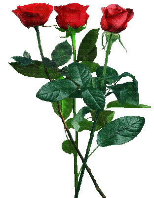 Róże - Besplatni animirani GIF