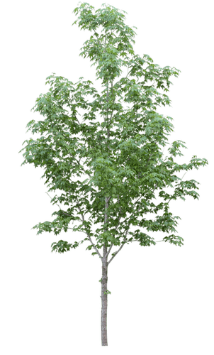 arbre - bezmaksas png