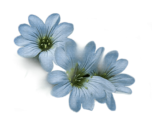 blue flowers 7 - 無料png