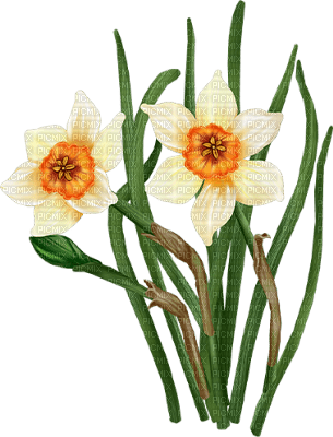 daffodils Bb2 - безплатен png