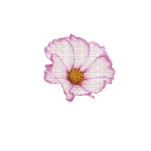 цветочек - GIF animado grátis