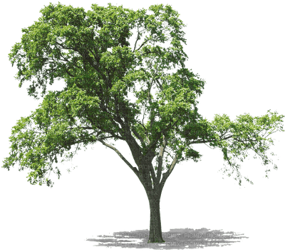 arees_trees_Blue DREAM 70 - Free PNG