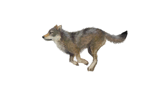 Wolf.Loup.Lobo.Gif.Victoriabea - 無料のアニメーション GIF
