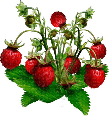 fresas - darmowe png