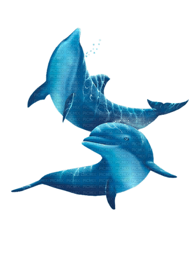 dauphin - PNG gratuit