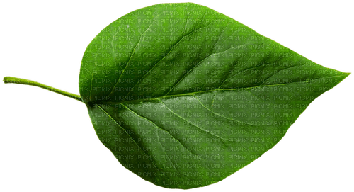 dolceluna spring leaf - Free PNG