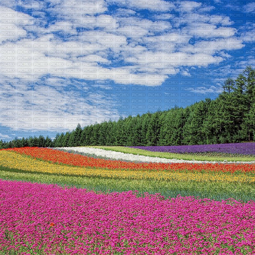 flower field - ilmainen png