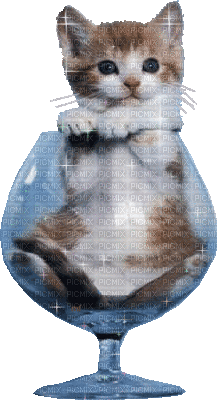 chaton - GIF animado gratis