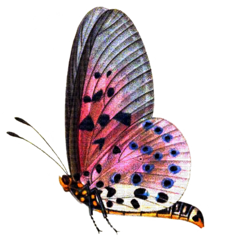 butterfly - zadarmo png