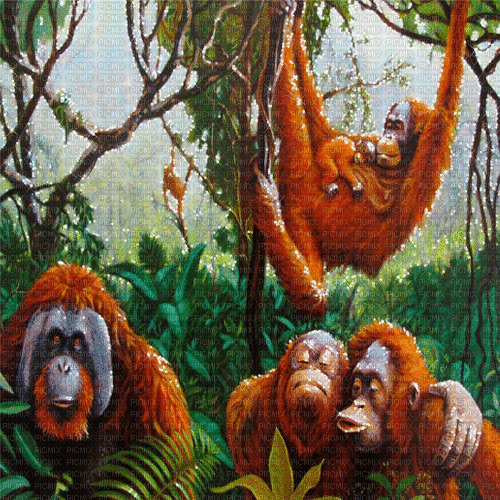 orangutan milla1959 - GIF animasi gratis