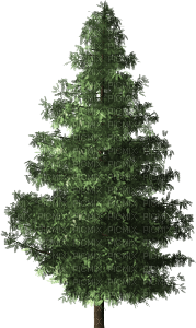 tree-träd-albero gree - PNG gratuit