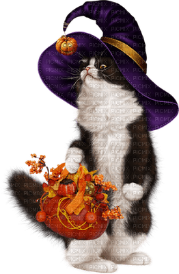 cat chat katze  animal pumpkin citrouille kürbis   autumn automne herbst   tube deco  halloween - PNG gratuit